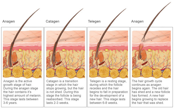 how long does it take for hair to regrow after telogen effluvium